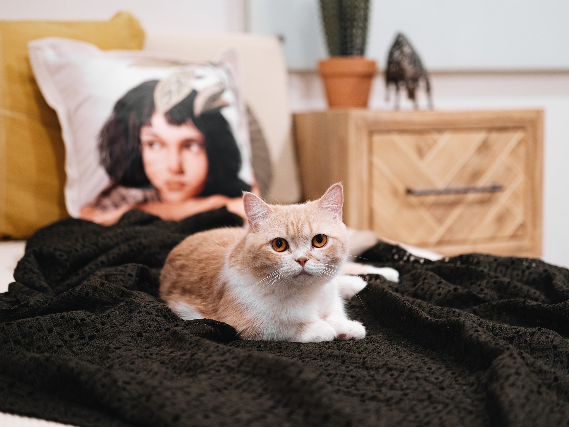 Độc, lạ với căn hộ thiết kế theo phong cách Mid-century Modern - 10 Độc, lạ với căn hộ thiết kế theo phong cách Mid-century Modern - 10