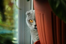 CIA từng đào tạo "mèo điệp viên" để thu thập thông tin của Liên Xô