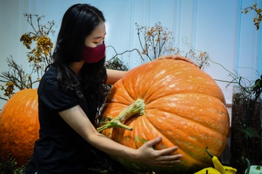 Người Hà Nội chi hàng chục triệu đồng sắm bí ngô khổng lồ chơi Halloween