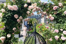 Choáng ngợp vườn hồng ngoại đẹp như cổ tích của vợ chồng Việt ở trời Tây