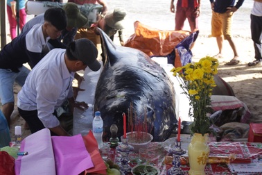 Ngư dân an táng cá Ông nặng 600 kg