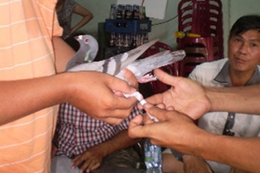 Bồ câu đua - những chiến binh của bầu trời 