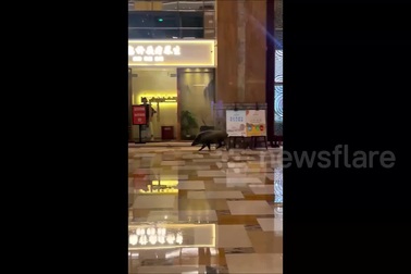 Lợn rừng bất ngờ xuất hiện làm náo loạn khách sạn sang trọng