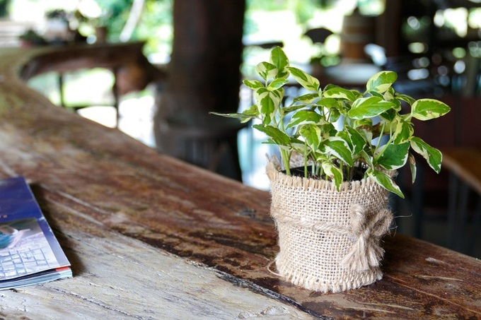 Gợi ý những loại cây trồng vừa đẹp nhà vừa tốt cho sức khỏe - Ảnh 9. Gợi ý những loại cây trồng vừa đẹp nhà vừa tốt cho sức khỏe - Ảnh 9.