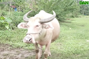 Lạ mắt với đàn trâu trắng muốt từ đầu đến chân