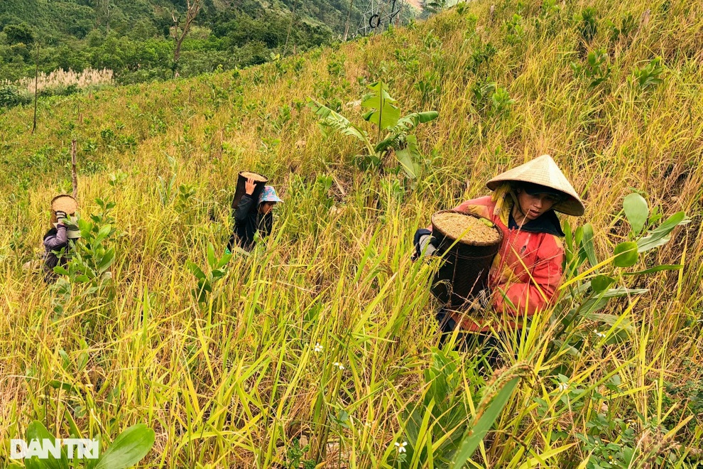 Mùa tuốt lúa sống nhờ… nước trời ở Quảng Ngãi - 5 Mùa tuốt lúa sống nhờ… nước trời ở Quảng Ngãi - 5