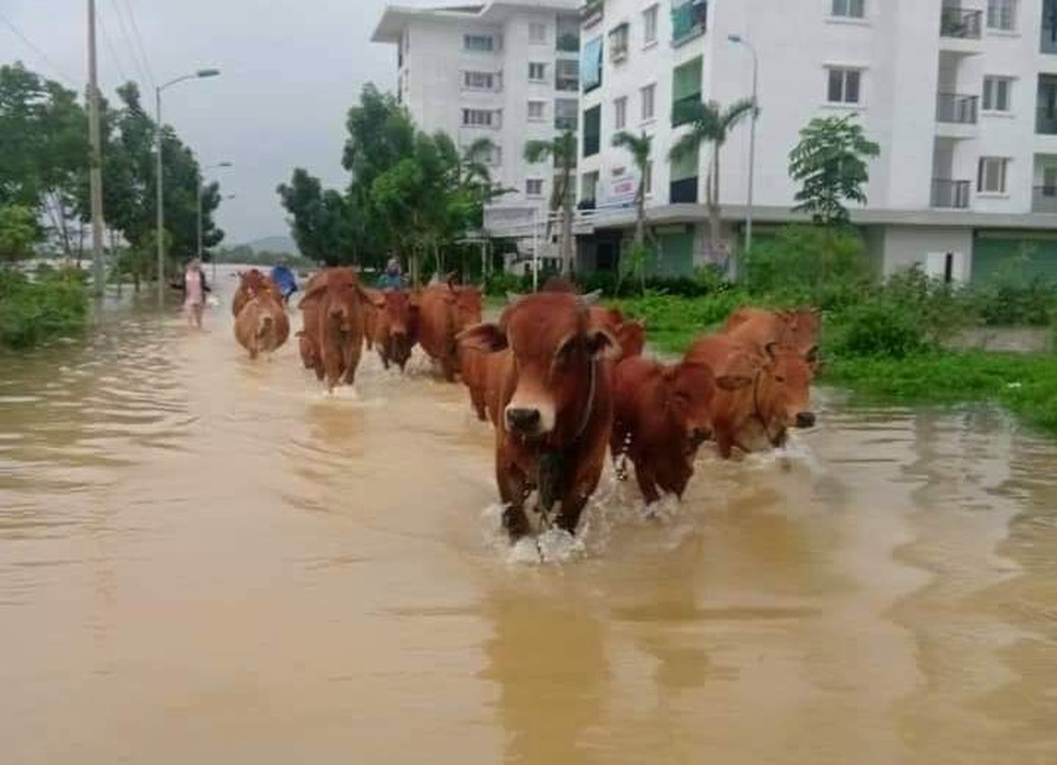 Thủy điện tiếp tục xả nước, Huế sẽ đón lũ lớn trong đêm - 12 Thủy điện tiếp tục xả nước, Huế sẽ đón lũ lớn trong đêm - 12