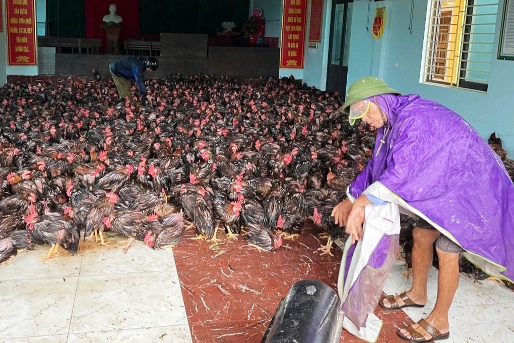 Chủ trang trại bất lực nhìn dòng lũ nhấn chìm đàn gà trị giá 2 tỷ đồng - 2 Chủ trang trại bất lực nhìn dòng lũ nhấn chìm đàn gà trị giá 2 tỷ đồng - 2