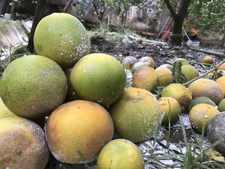 Nuốt nước mắt nhìn cam đặc sản nức tiếng rụng dần - 8 Nuốt nước mắt nhìn cam đặc sản nức tiếng rụng dần - 8