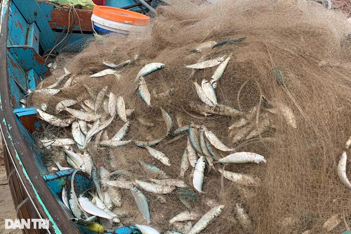 Sau ruốc biển, ngư dân lại trúng đậm cá trích những ngày Tết cận kề - 2 Sau ruốc biển, ngư dân lại trúng đậm cá trích những ngày Tết cận kề - 2