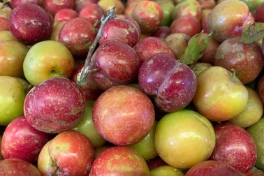 Chị em “cháy túi" vì mận hậu đầu mùa, giá chát vẫn đổ xô đi mua