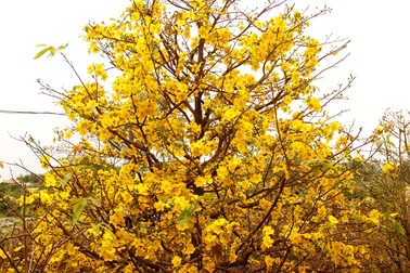 Mai "cười" vàng rực, người trồng mai khóc thầm