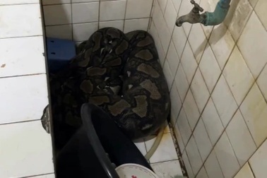 Trăn cỡ lớn "đột nhập" nhà dân rồi nuốt trọn mèo cưng