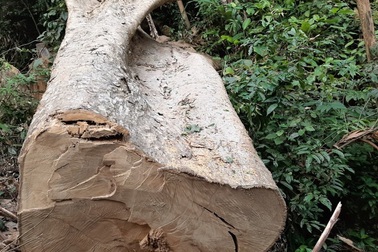 Phối hợp xử lý nghiêm vụ phá rừng pơ mu tại Đắk Lắk