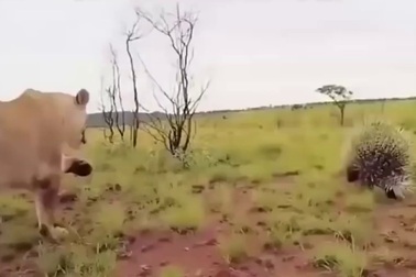 Nhím “đại chiến”… sư tử và cái kết bất ngờ