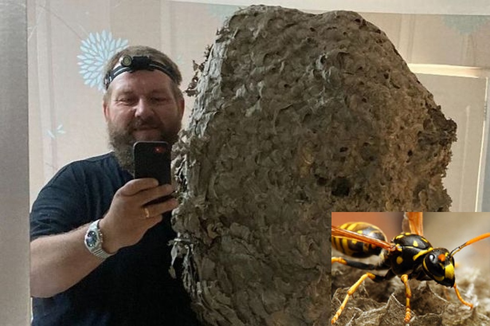 Choáng với tổ ong dài gần một mét - 1