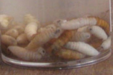 Bé bị 50 con dòi “ăn” đứt tai thoát hiểm ngoạn mục