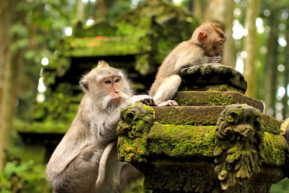 Ngượng đỏ mặt khi bị khỉ kéo khóa quần, “sàm sỡ” vòng 1 - 3 Ngượng đỏ mặt khi bị khỉ kéo khóa quần, “sàm sỡ” vòng 1 - 3