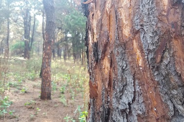 Bắt quả tang một đối tượng mua bán, vận chuyển gần 3,5 tấn vỏ thông