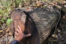 Cán bộ Đắk Nông nói gì trước thông tin gỗ bị đốn hạ trong rừng đặc dụng?