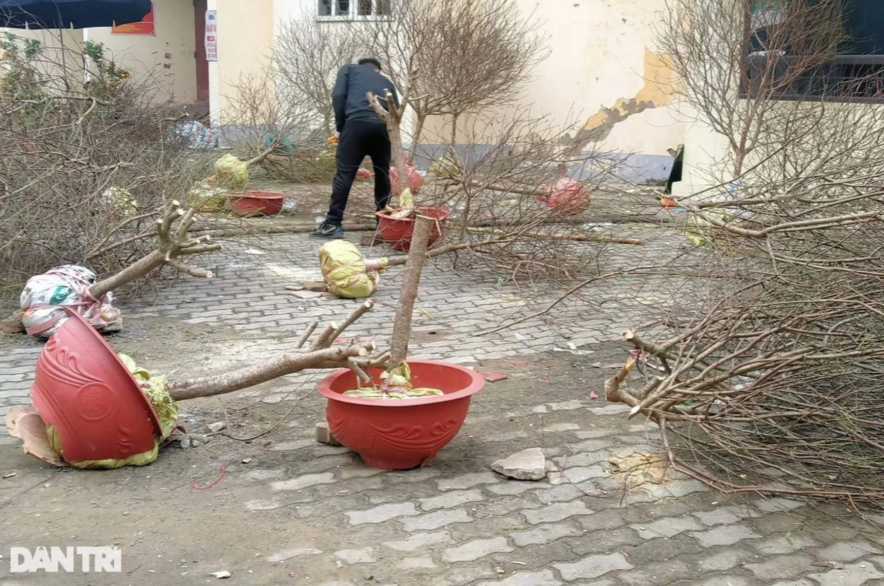 Giải cứu những chậu hoa bị đập bỏ - 1 Giải cứu những chậu hoa bị đập bỏ - 1