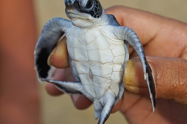 Đâu là thủ phạm khiến hơn 40% rùa biển non bị giết chết?