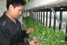 Dân Hà thành sẵn sàng bỏ tiền triệu để có rau sạch ăn