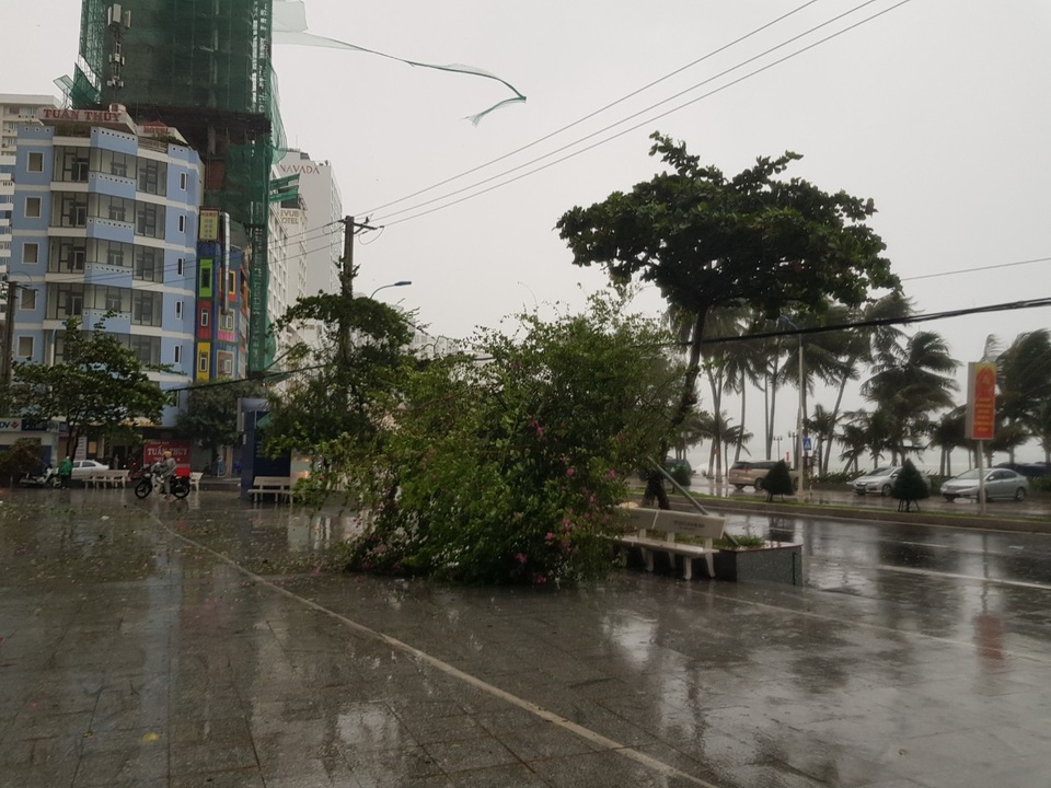 Hình ảnh bão số 12 thổi xiêu vẹo người đi đường, quật đổ cây xanh - 6 Hình ảnh bão số 12 thổi xiêu vẹo người đi đường, quật đổ cây xanh - 6