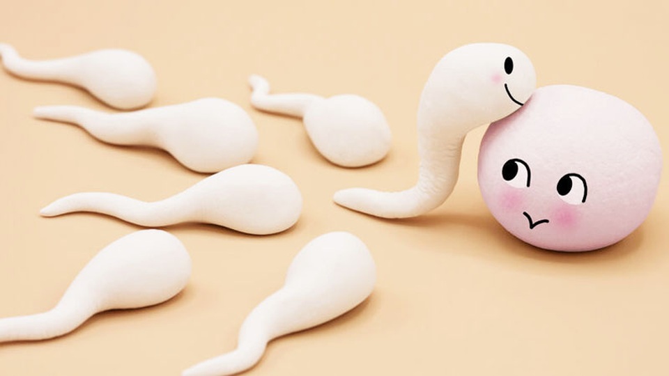 Chế độ ăn nào giúp quý ông có chất lượng tinh trùng tốt nhất? - 2 Chế độ ăn nào giúp quý ông có chất lượng tinh trùng tốt nhất? - 2