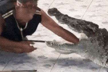 Những tai nạn không ngờ trong biểu diễn xiếc thú