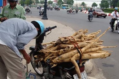 "Sốt" cây bá bệnh "tráng dương, cường thận"