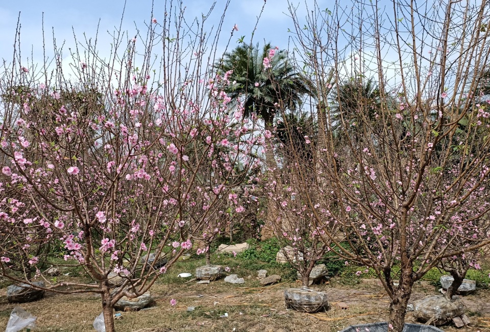Đào, quất đại hạ giá vẫn thưa thớt khách mua - 5 Đào, quất đại hạ giá vẫn thưa thớt khách mua - 5