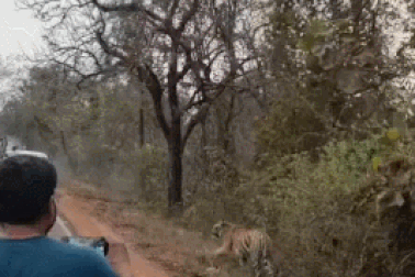 Nổi bật tuần qua: Nhóm thanh niên mạo hiểm đến gần hổ hoang dã để quay phim