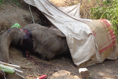 Voi cái 43 tuổi chết sau 2 lần gục ngã