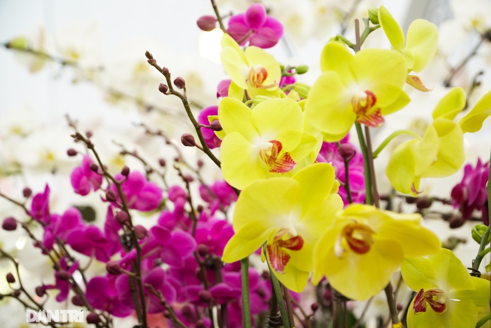Hoa lan hồ điệp giá trăm triệu tấp nập xuống phố phục vụ đại gia chơi Tết - 5 Hoa lan hồ điệp giá trăm triệu tấp nập xuống phố phục vụ đại gia chơi Tết - 5