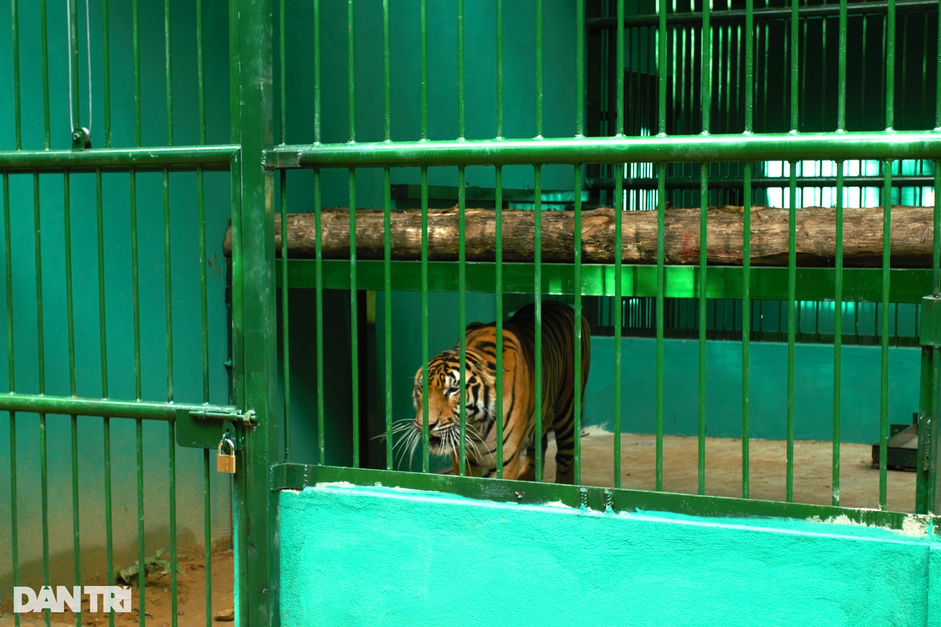 Indochinese tigers at Phong Nha-Ke Bang National Park