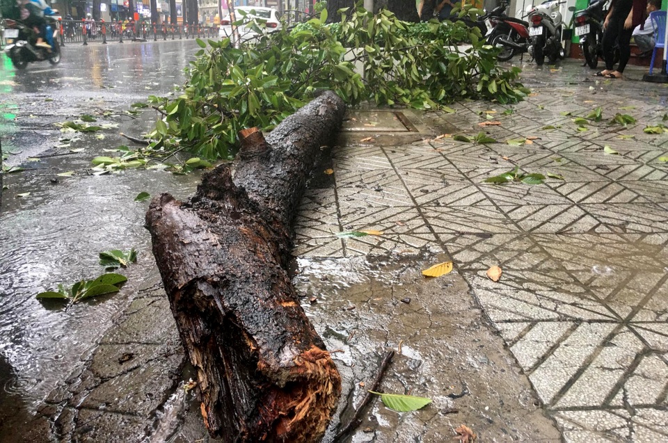 Cây đổ đè chết người, nước bủa vây trong cơn mưa tầm tã - 1 Cây đổ đè chết người, nước bủa vây trong cơn mưa tầm tã - 1