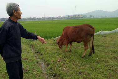 Vụ chăn trâu bò phải đóng phí đồng cỏ: Kiểm điểm rút kinh nghiệm