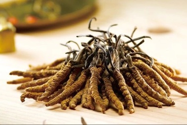Lợi ích của đông trùng hạ thảo đối với sức khỏe