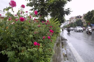 "Con đường hoa hồng" đầu tiên ở Hà Nội
