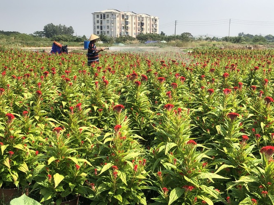Mai vàng, hoa Tết nhộn nhịp xuống phố - 14 Mai vàng, hoa Tết nhộn nhịp xuống phố - 14