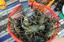 Tôm hùm khan hiếm, giá tăng đạt đỉnh