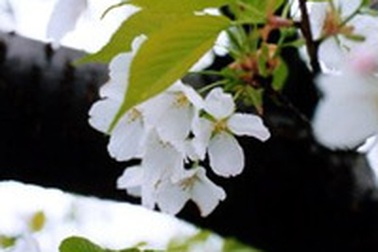 Cẩm nang miễn phí cho du học sinh Nhật Bản