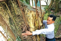 Số phận hai cây sưa trăm tỷ ở Chương Mỹ giờ ra sao?