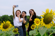 Người dân đội nắng đi Giỗ tổ, "check-in" đồng hoa hướng dương mới ở TPHCM