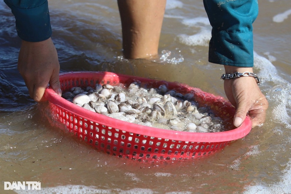 Sò dạt trắng bãi biển, người dân nhặt tiền triệu mỗi ngày - 7 Sò dạt trắng bãi biển, người dân nhặt tiền triệu mỗi ngày - 7