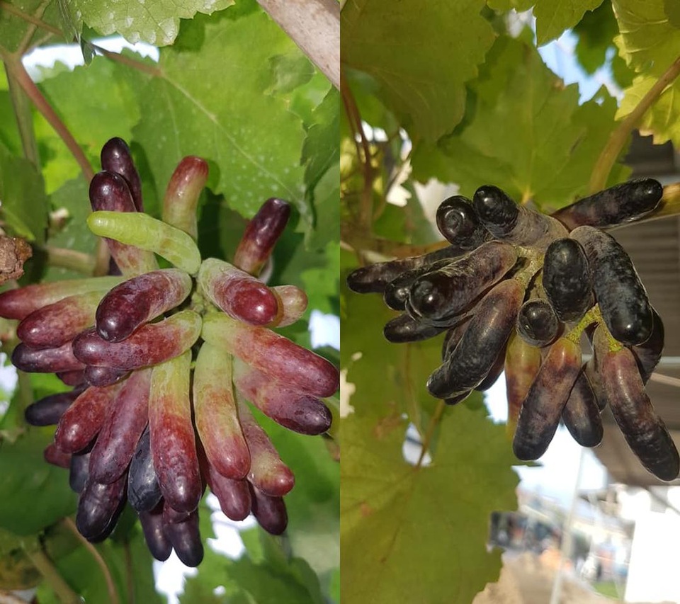 Vườn dưa lưới toàn trái khủng của nữ nhân viên văn phòng ở Kiên Giang - 12