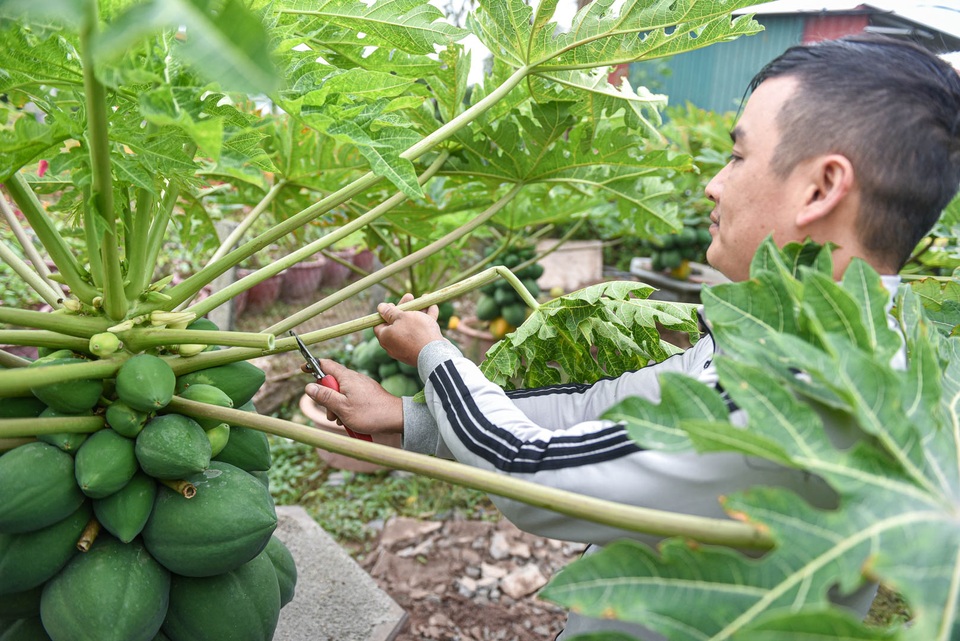 Săn đu đủ bonsai dáng siêu độc, quả đẻ chi chít chơi Tết - 5 Săn đu đủ bonsai dáng siêu độc, quả đẻ chi chít chơi Tết - 5