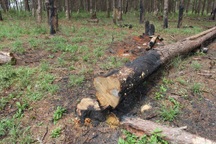 Một kiểm lâm bị bắt vì nhận hối lộ để lâm tặc phá rừng