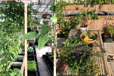 "Nông trại trên mây" tươi tốt, hoa trái sum suê của chàng trai Sài Gòn